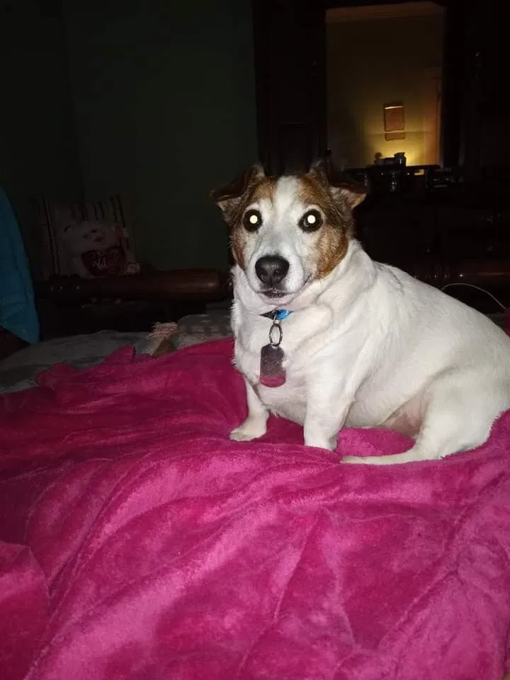 Lost dog in Dalton, GA, 30721