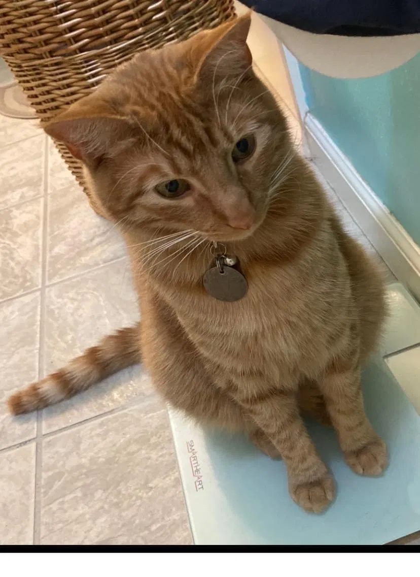 Lost cat in Carthage, TN, 37030