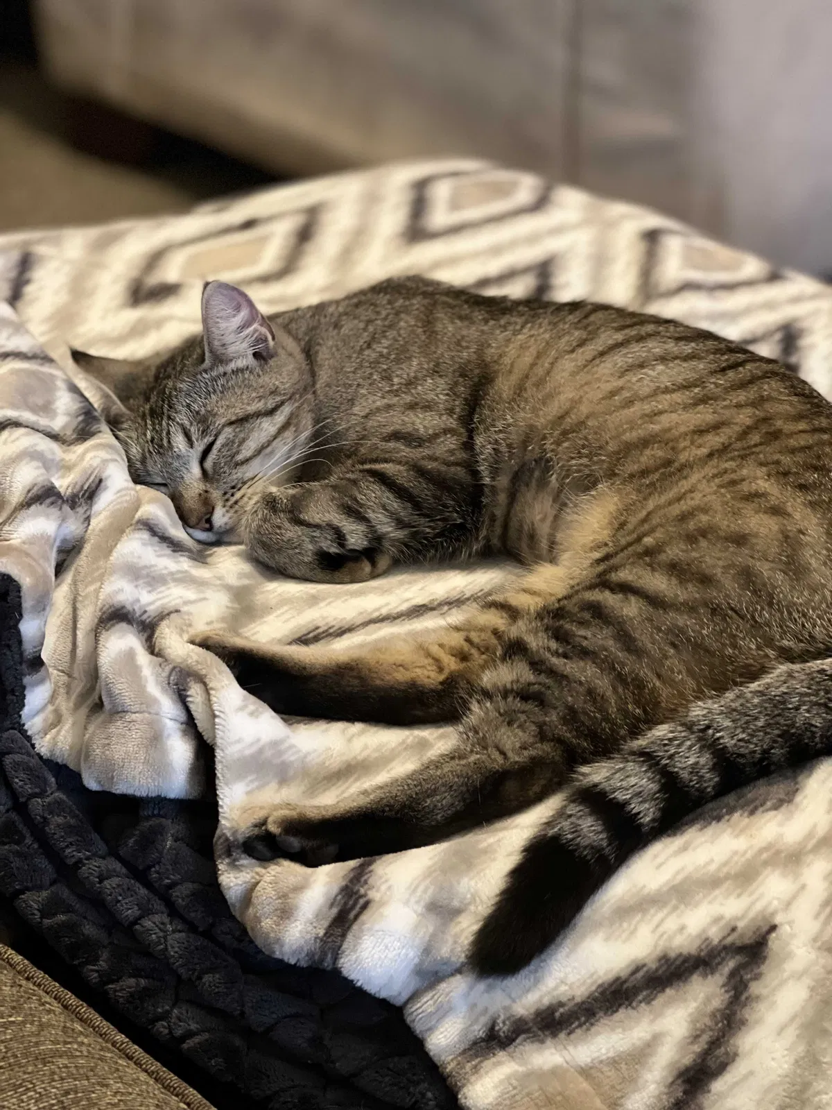 Lost cat in Unknown, OK, 73242