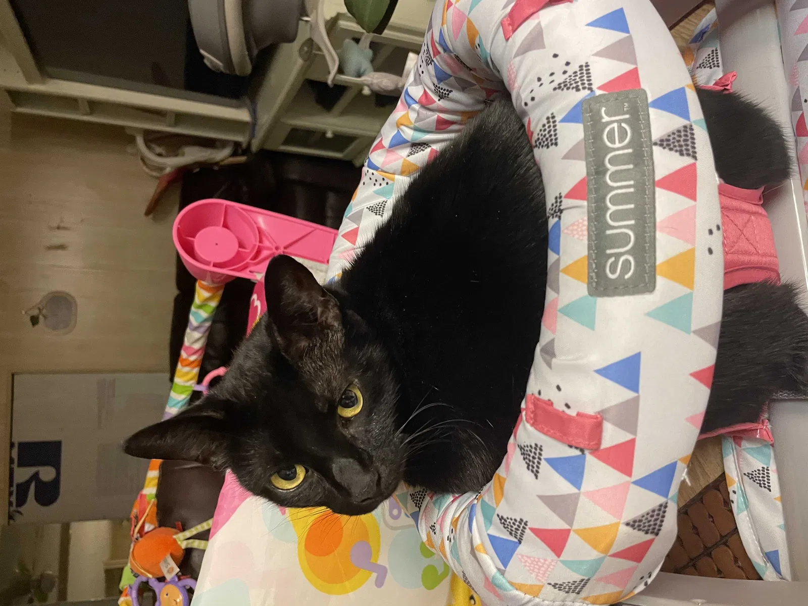 Lost cat in North Fort Myers, FL, 33917