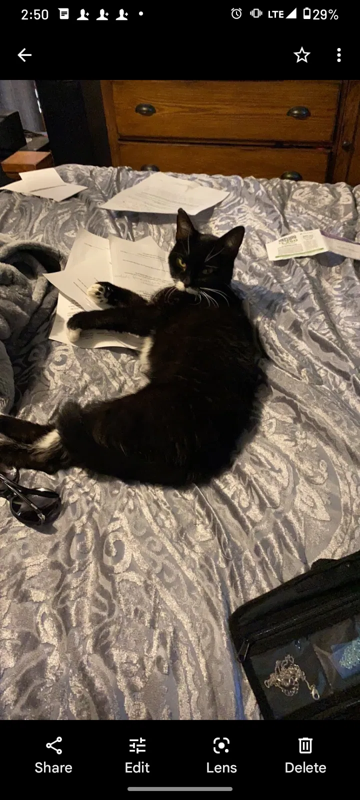 Lost cat in Canton, OH, 44708