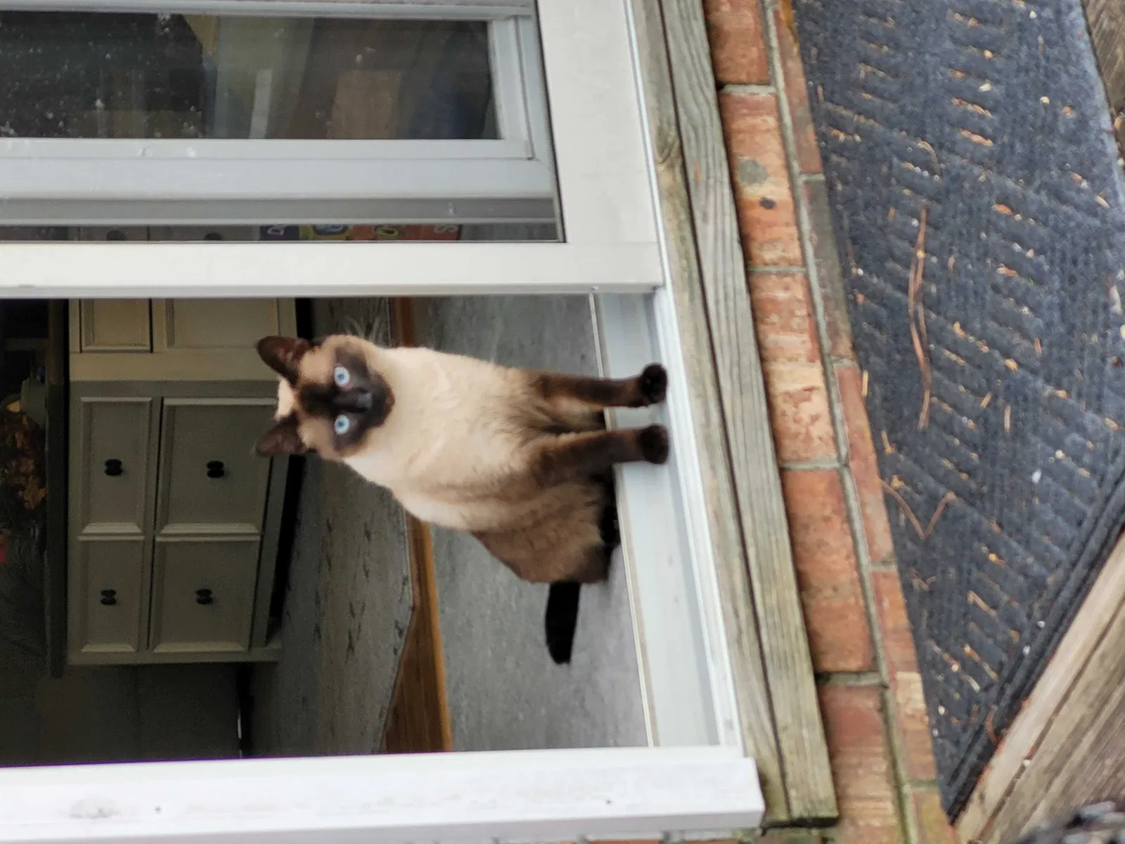 Lost cat in Virginia Beach, VA, 23464