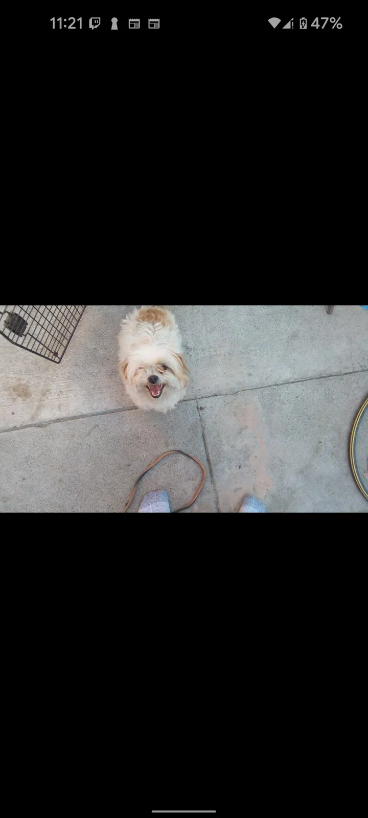 Lost dog in Lynwood, CA, 90262