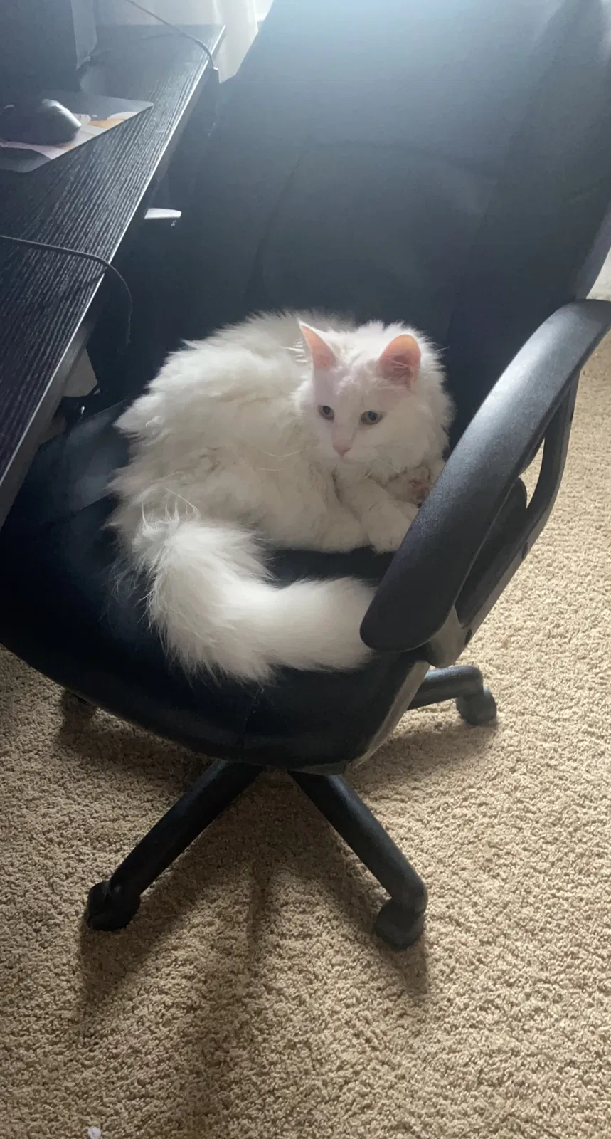 Lost cat in Noblesville, IN, 46062