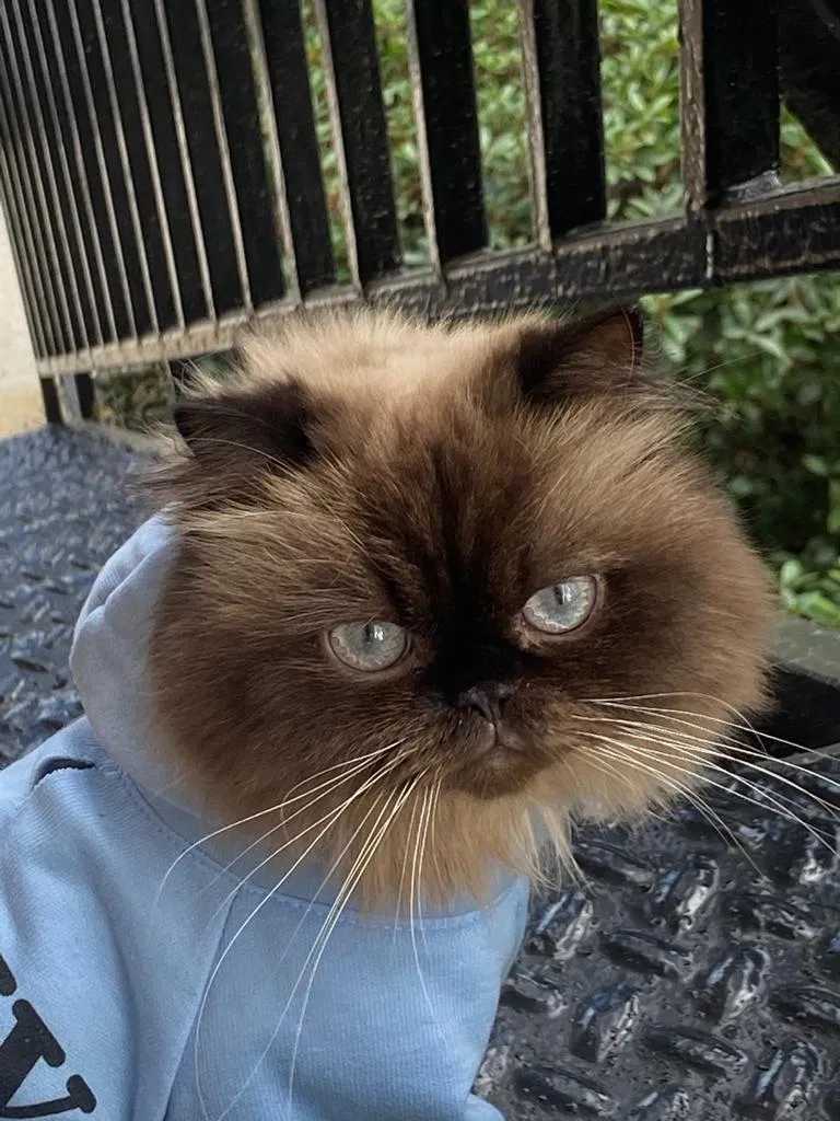 Lost cat in Metairie, LA, 70005
