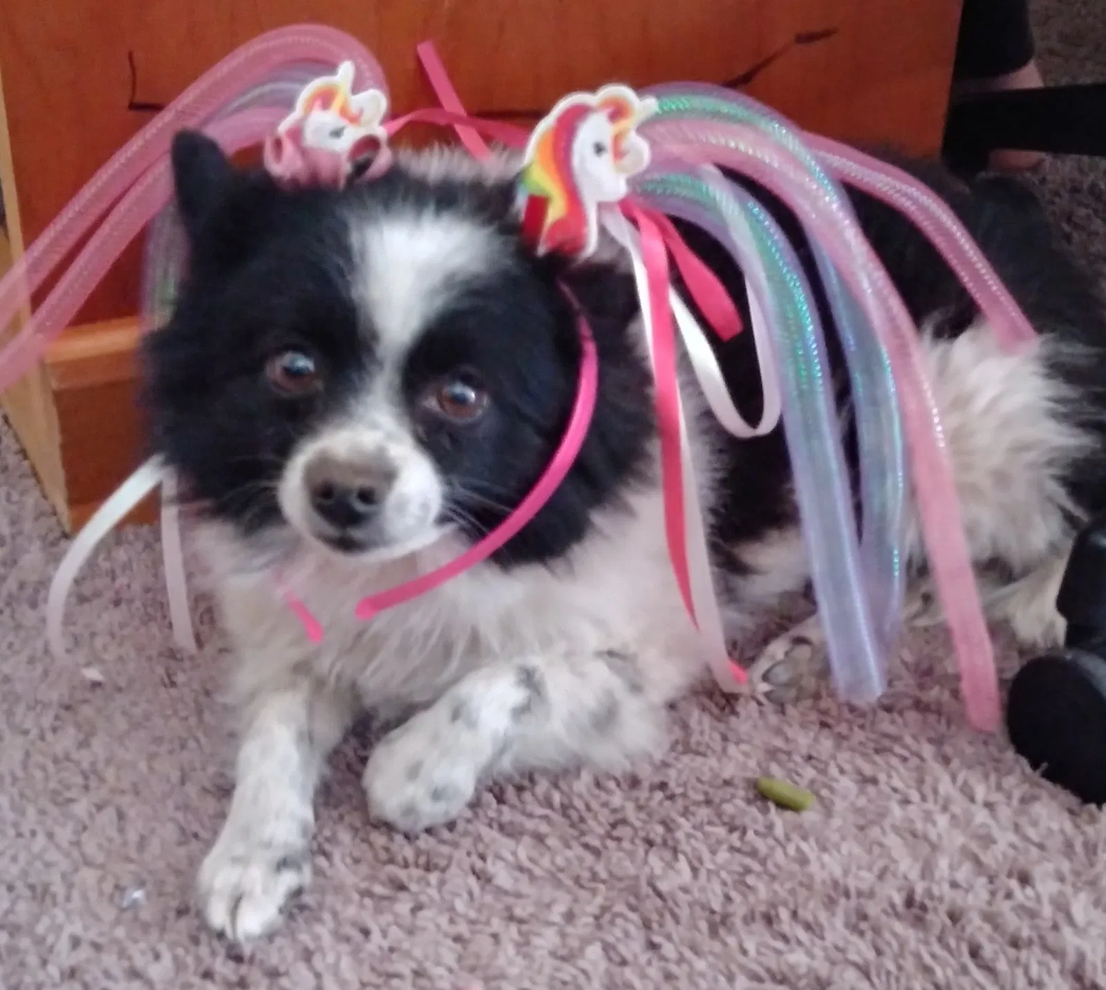 Lost dog in Las Vegas, NV, 89107