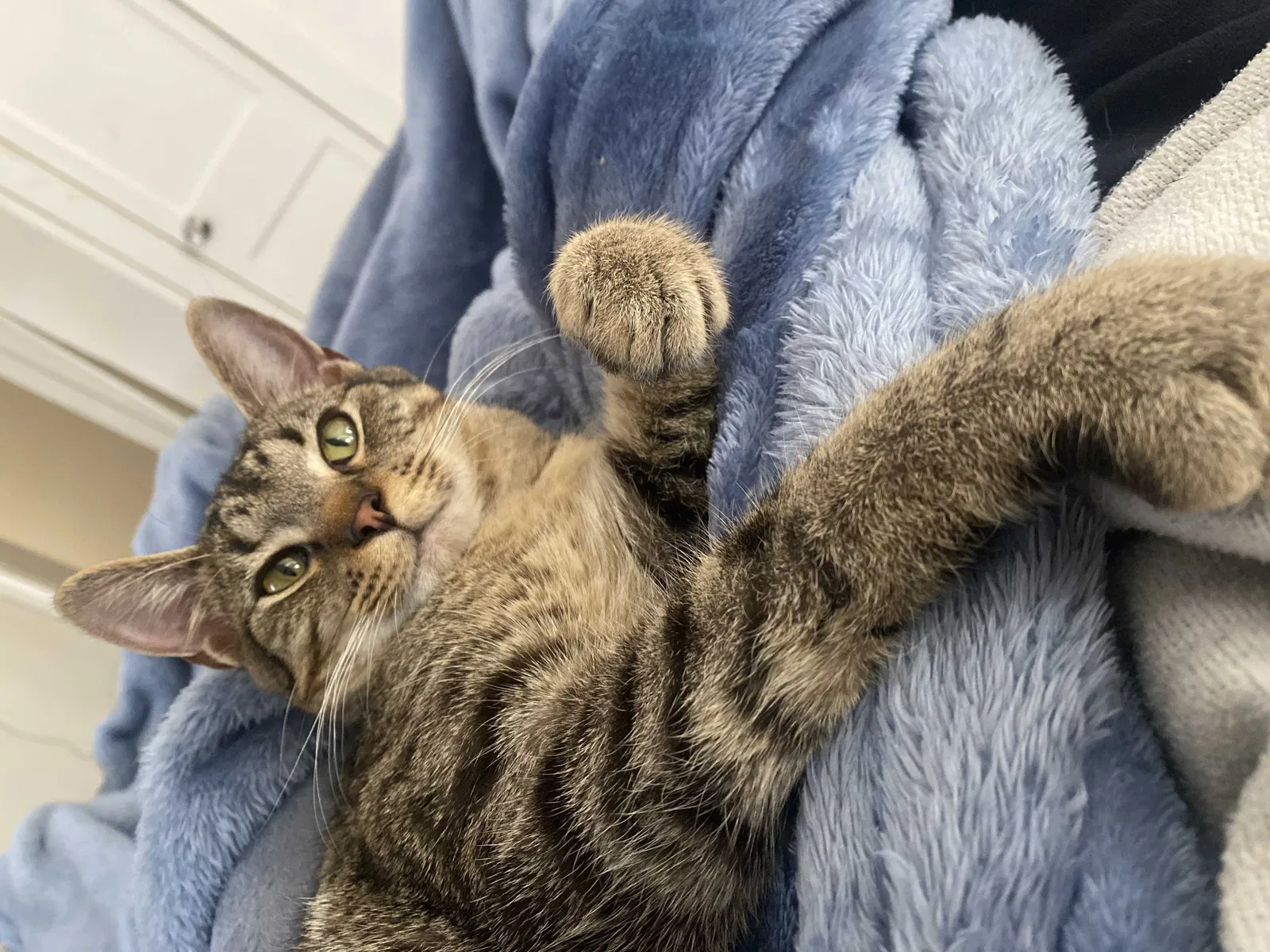 Lost cat in Kennedale, TX, 76060