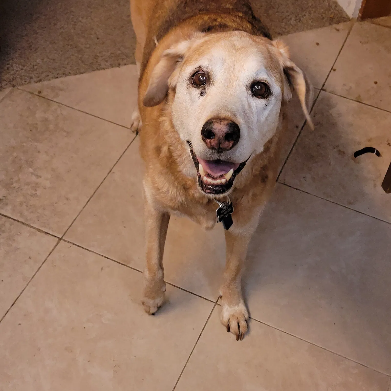 Lost dog in Seattle, WA, 98125