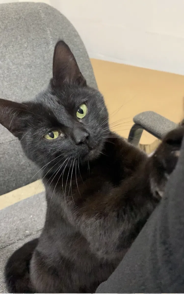 Lost cat in San Antonio, TX, 78207