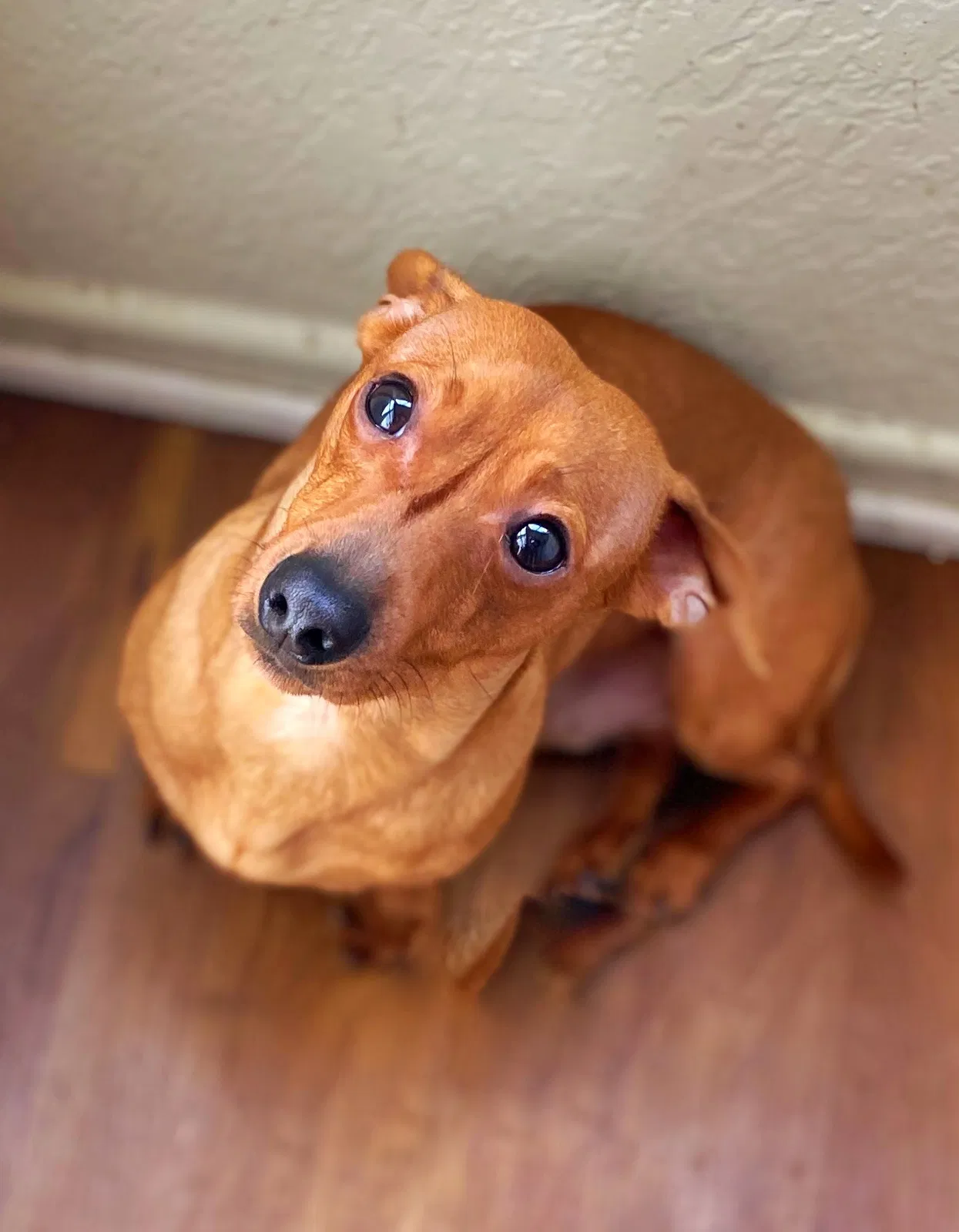 Lost dog in Asheboro, NC, 27203