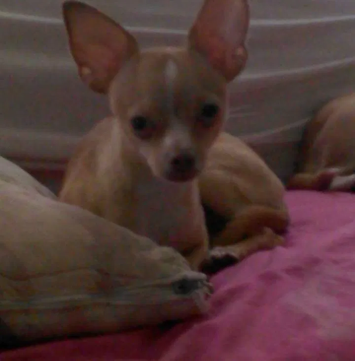 Lost dog in Belle Glade, FL, 33430