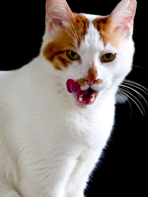 Lost cat in Cape Coral, FL, 33909