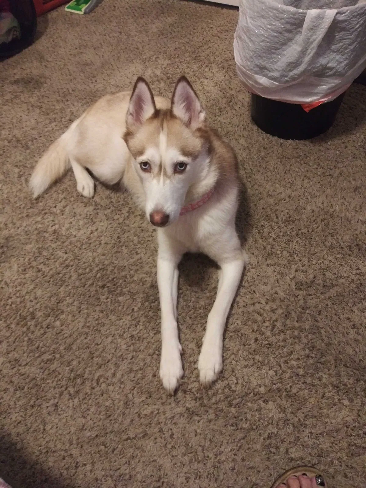 Lost dog in Denver, CO, 80226