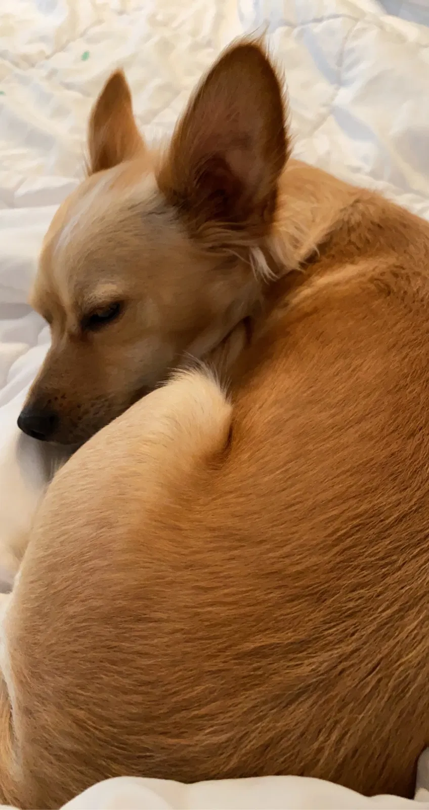 Lost dog in Greeley, CO, 80634