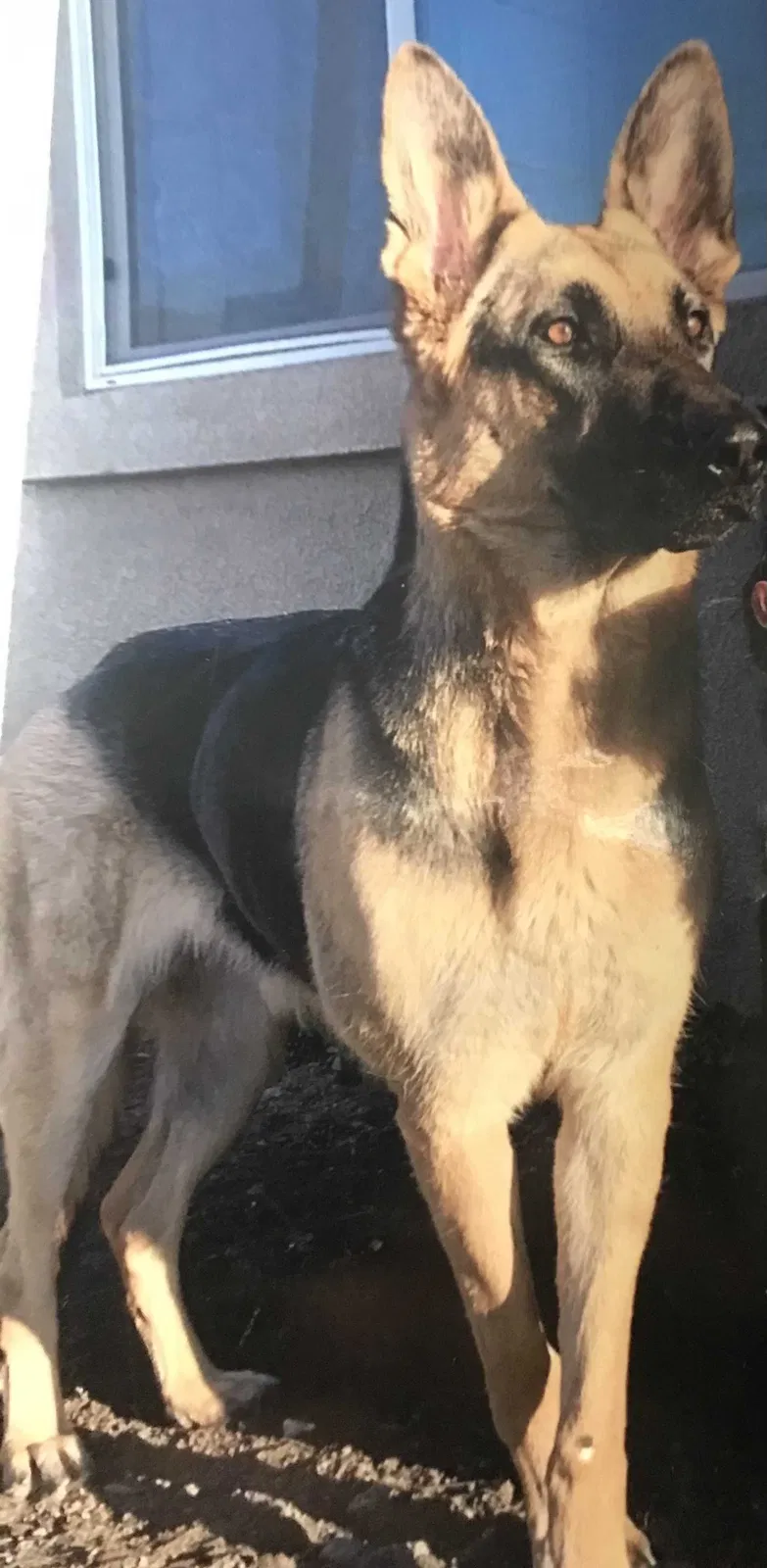 Lost dog in Perris, CA, 92571