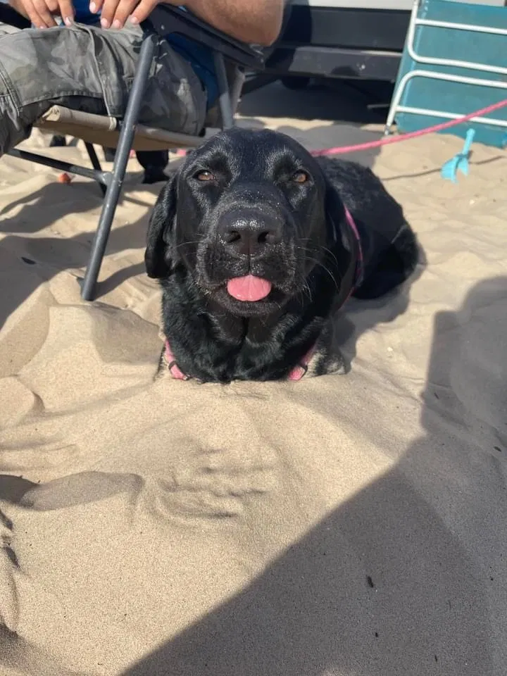 Lost dog in Needham, IN, 46162