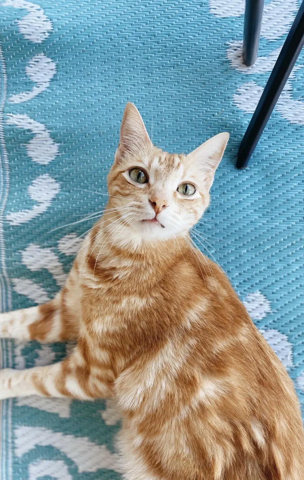 Lost cat in New Braunfels, TX, 78130