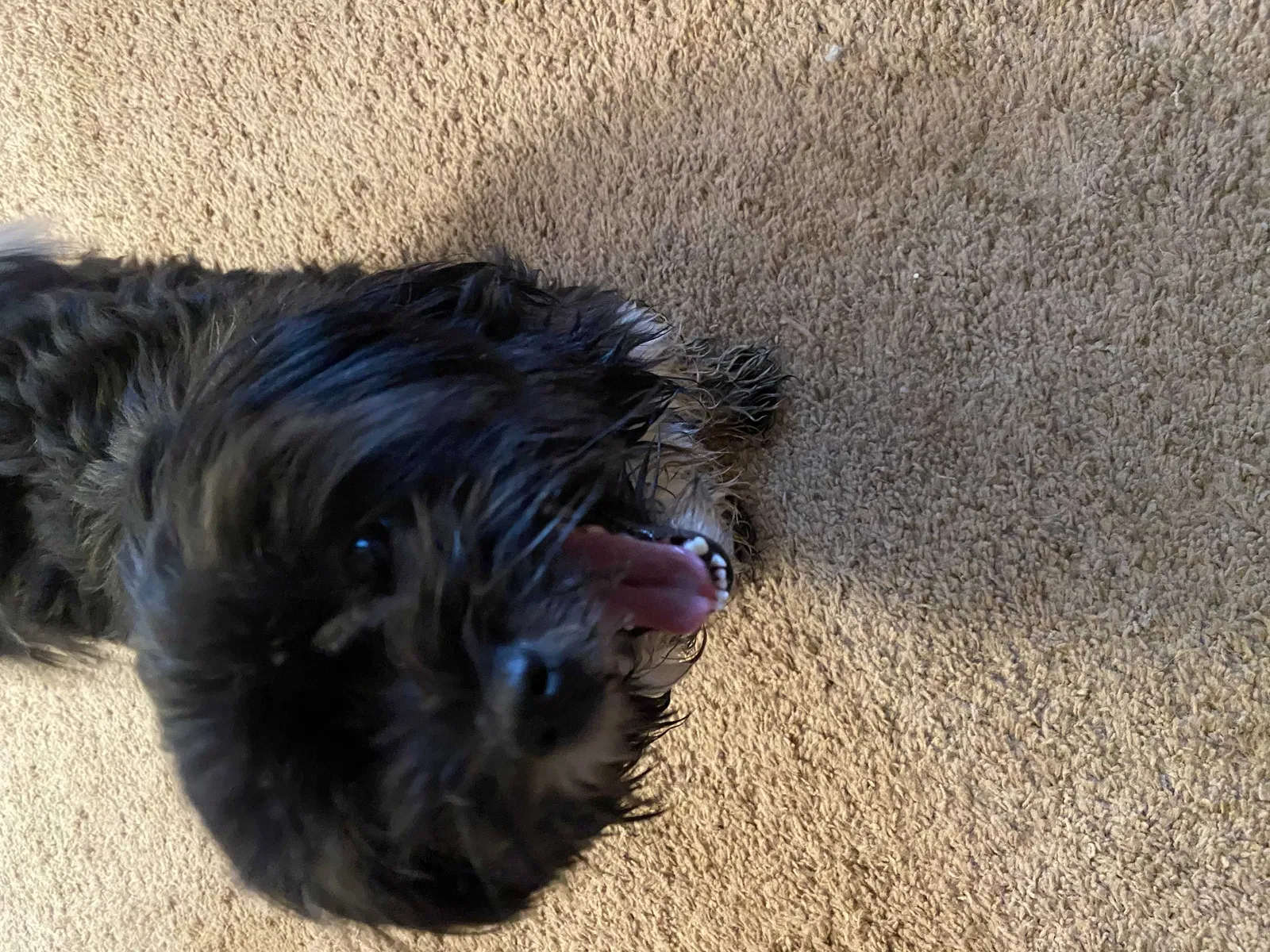 Lost dog in Lapeer, MI, 48446