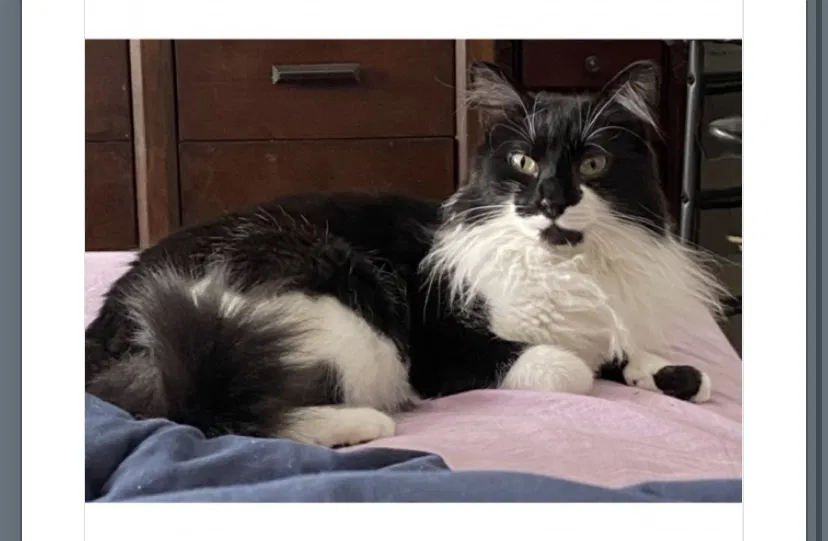 Lost cat in Maryland Heights, MO, 63043