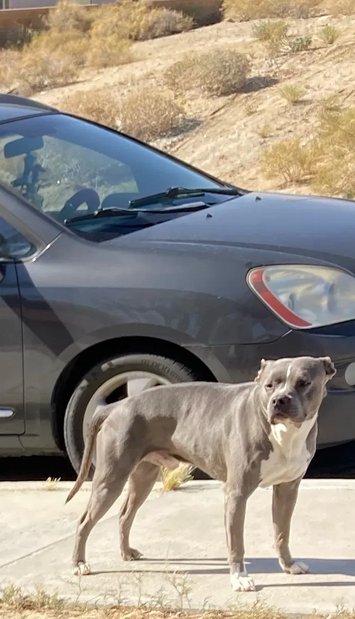 Lost dog in Desert Hot Springs, CA, 92240