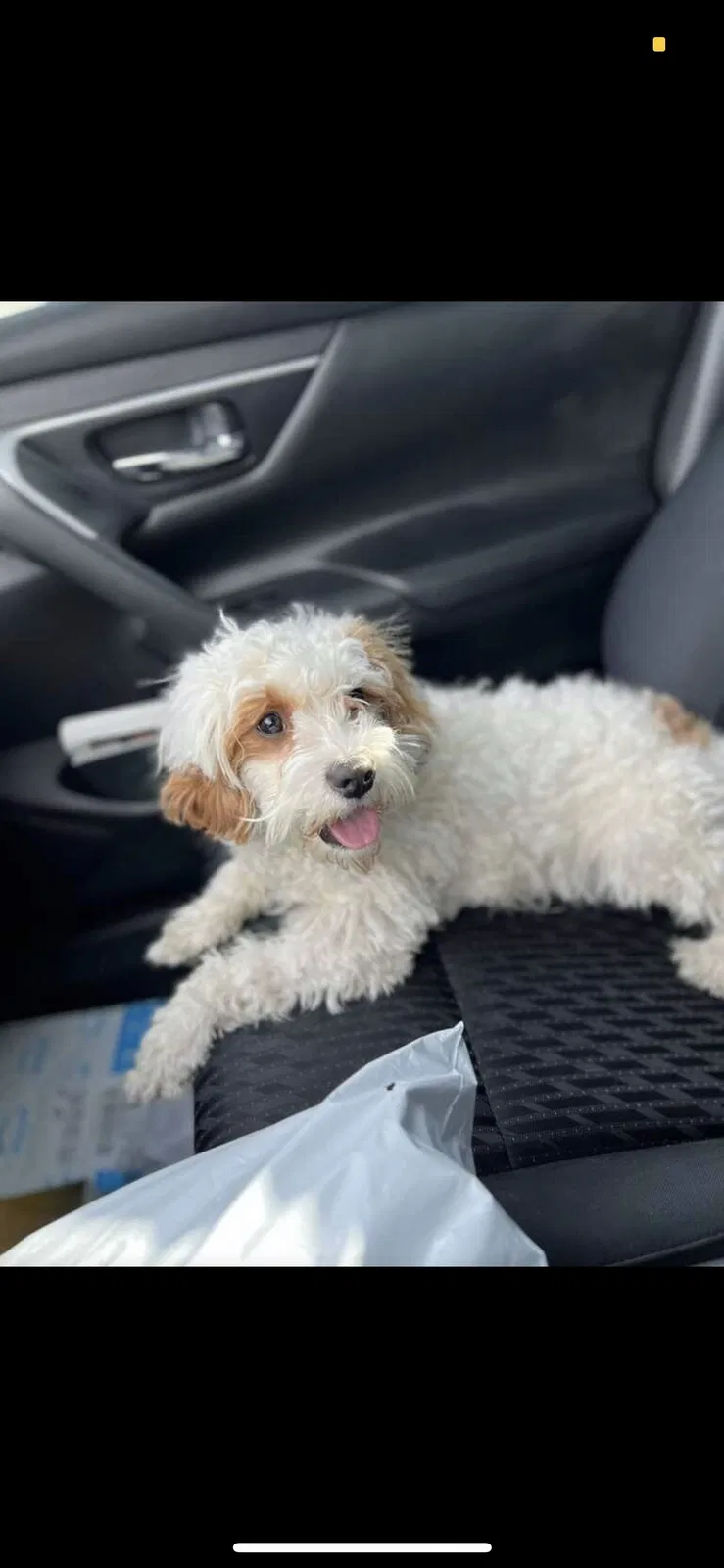 Lost dog in Albuquerque, NM, 87120