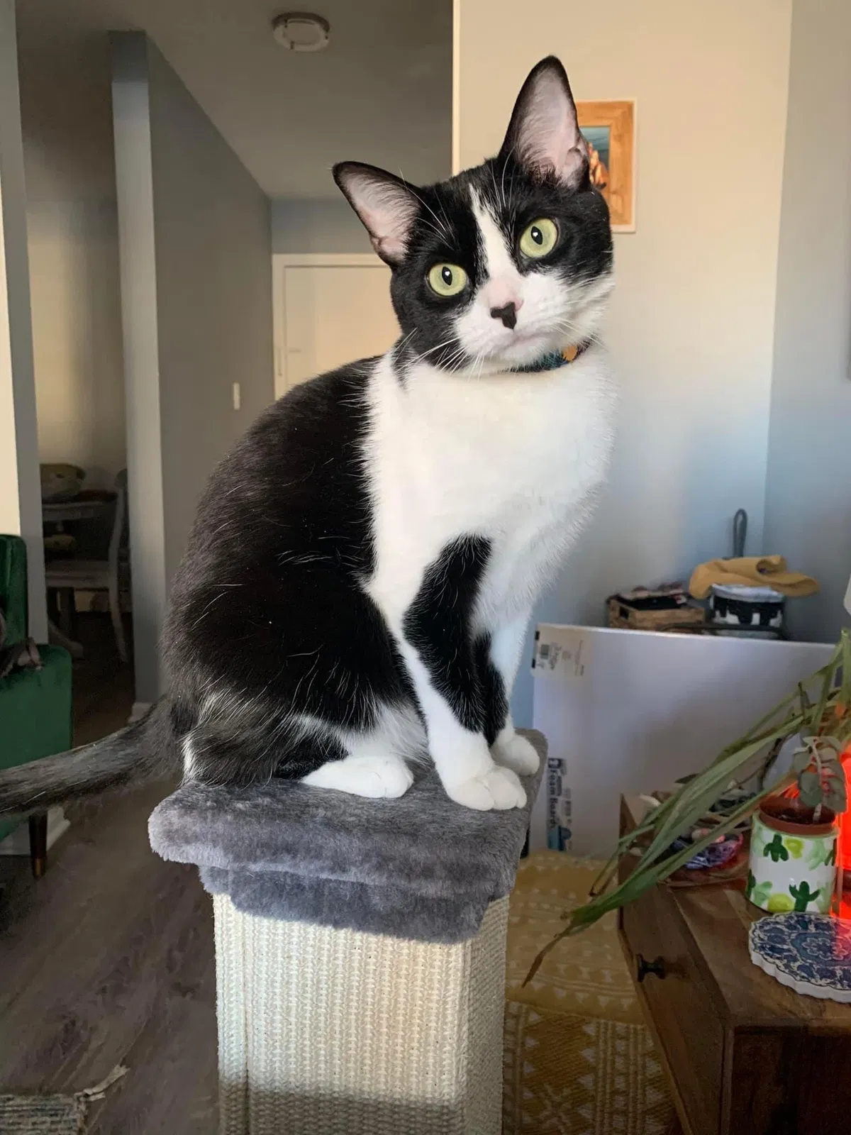 Lost cat in Oak Lawn, IL, 60453