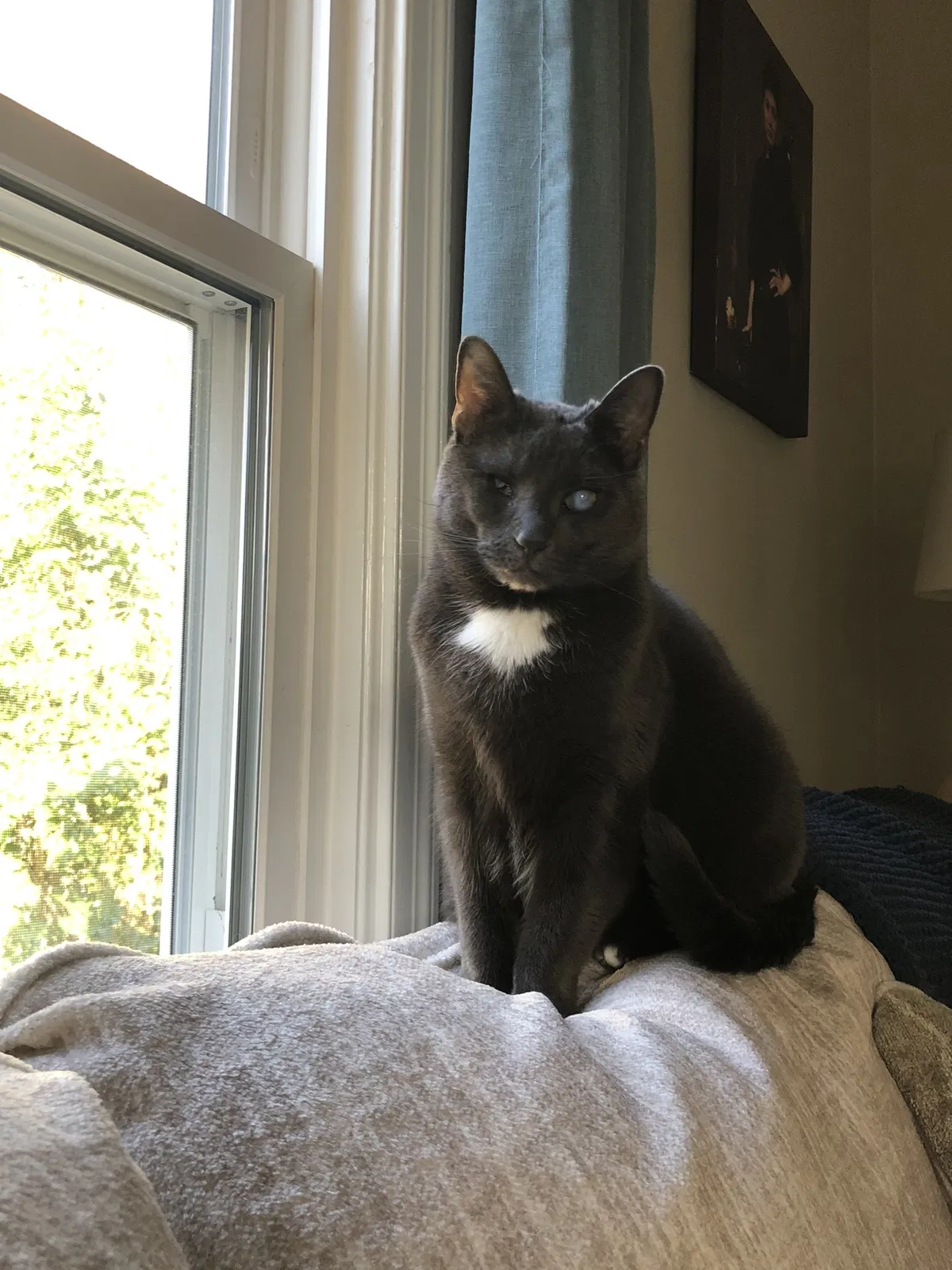 Lost cat in Durham, NC, 27704