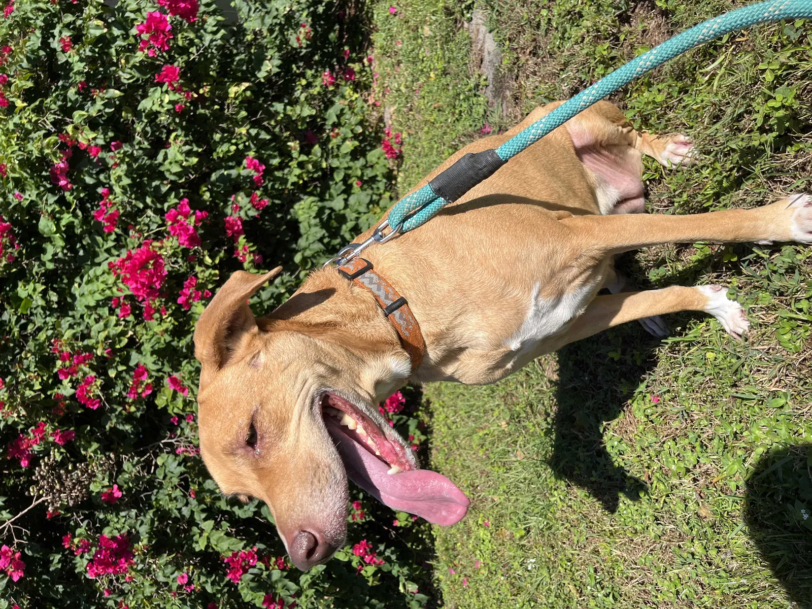 Lost dog in Kissimmee, FL, 34744