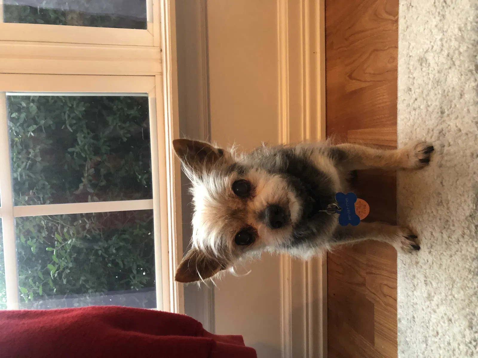 Lost dog in Grovetown, GA, 30813