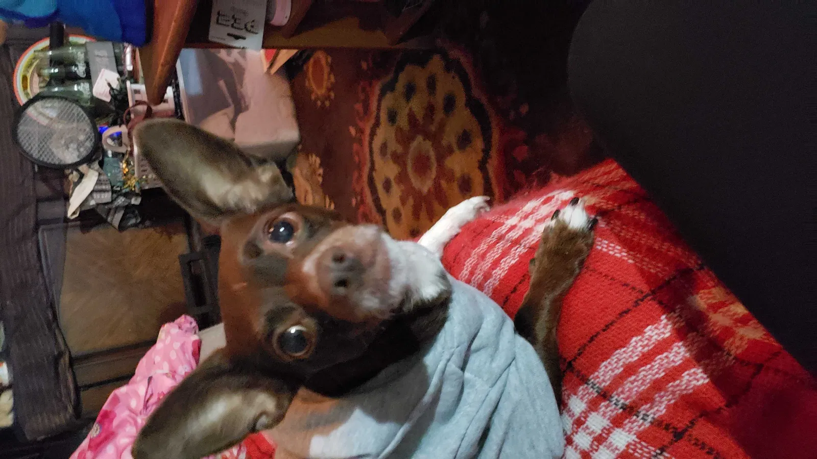 Lost dog in Azle, TX, 76020