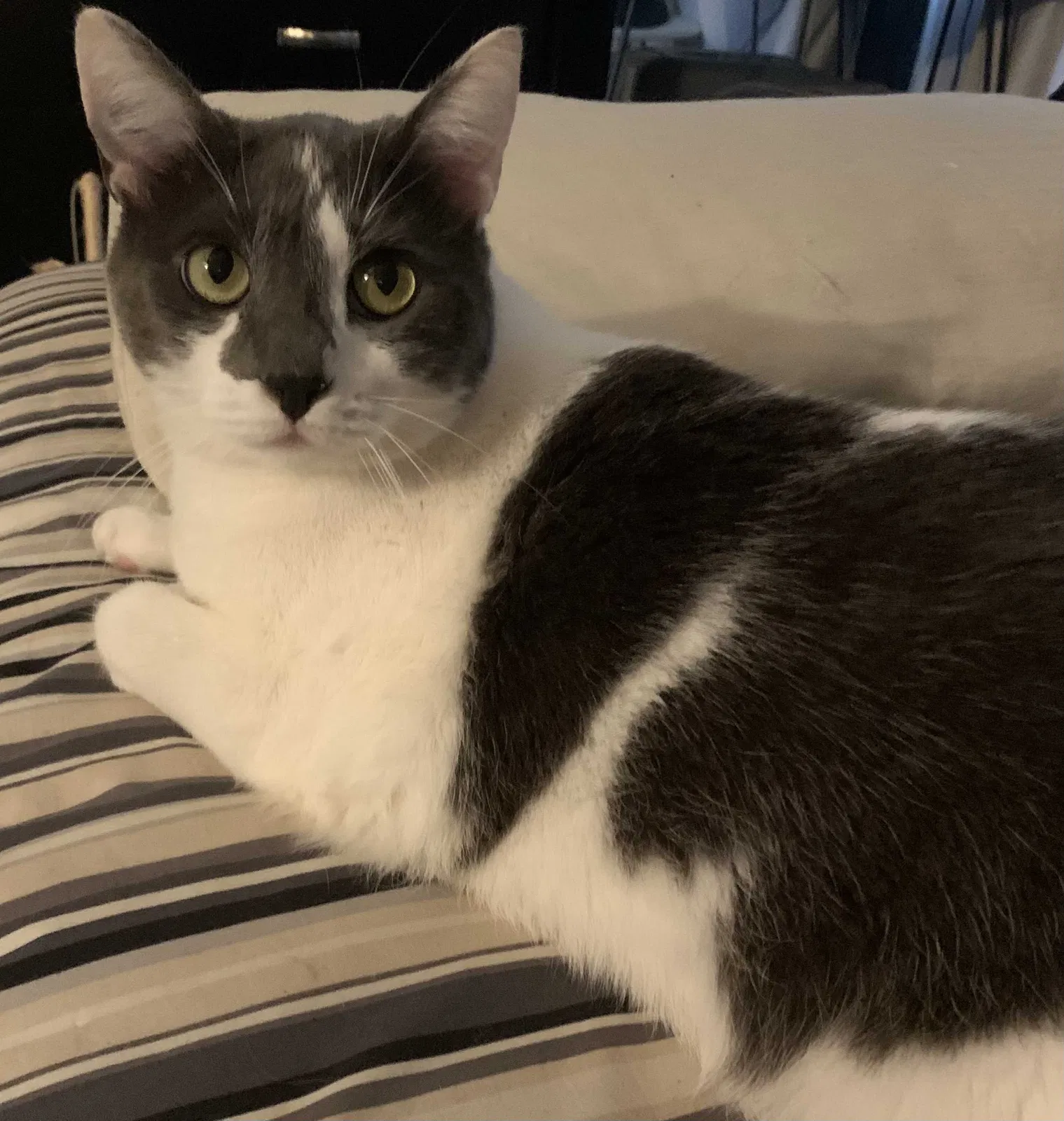 Lost cat in Los Angeles, CA, 90045