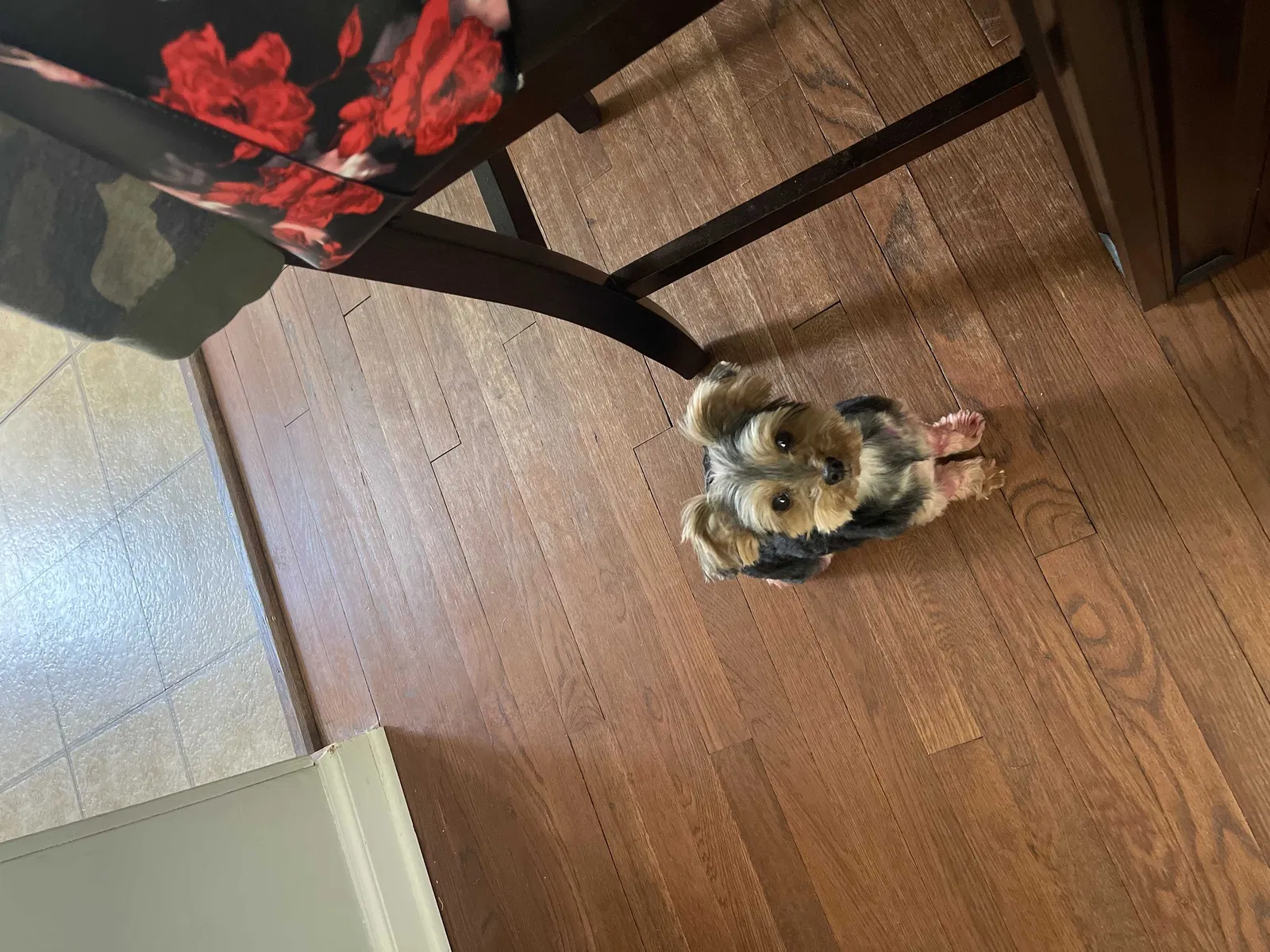 Lost dog in Northvale, NJ, 7647