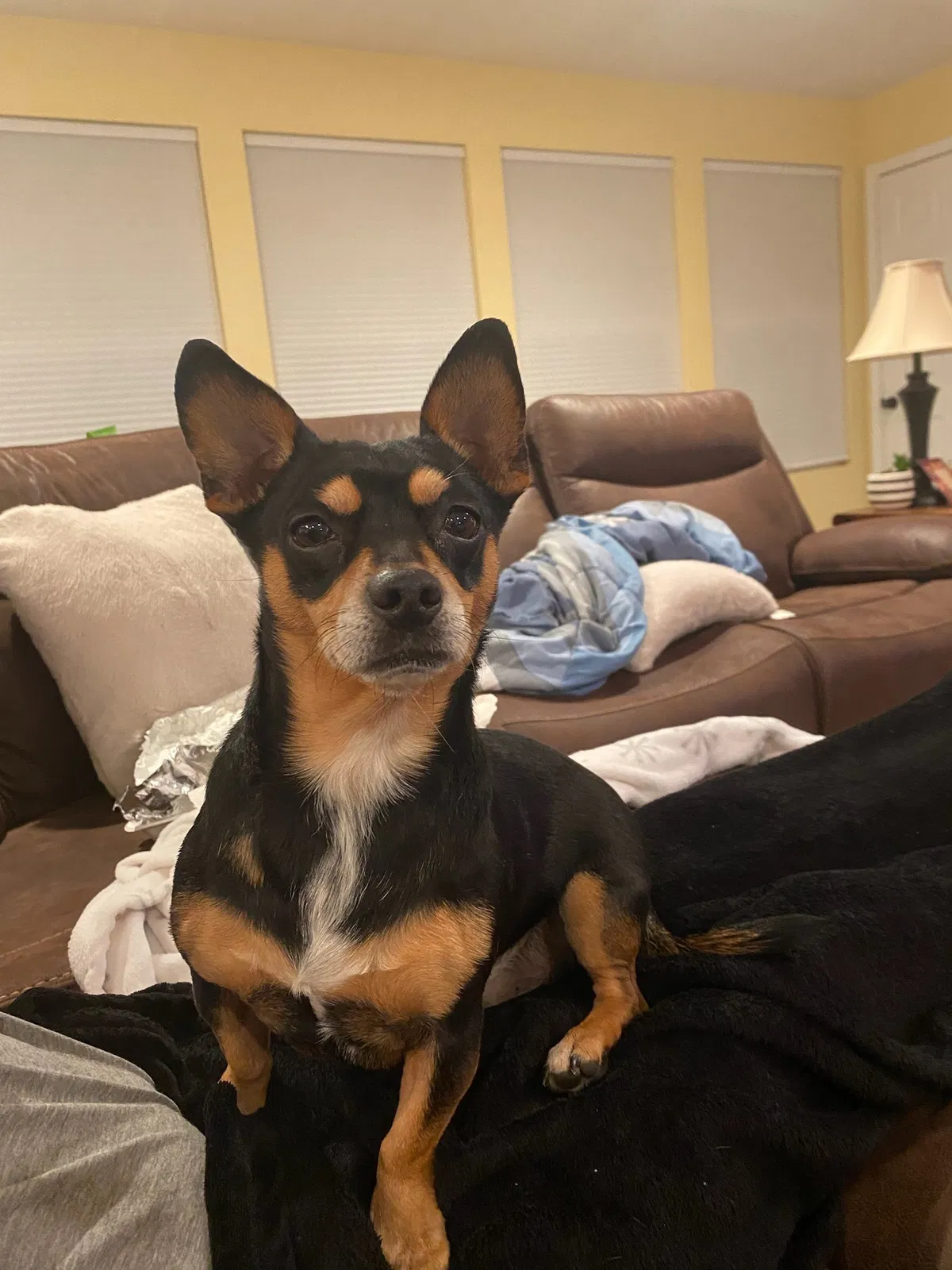 Lost dog in Antioch, TN, 37013