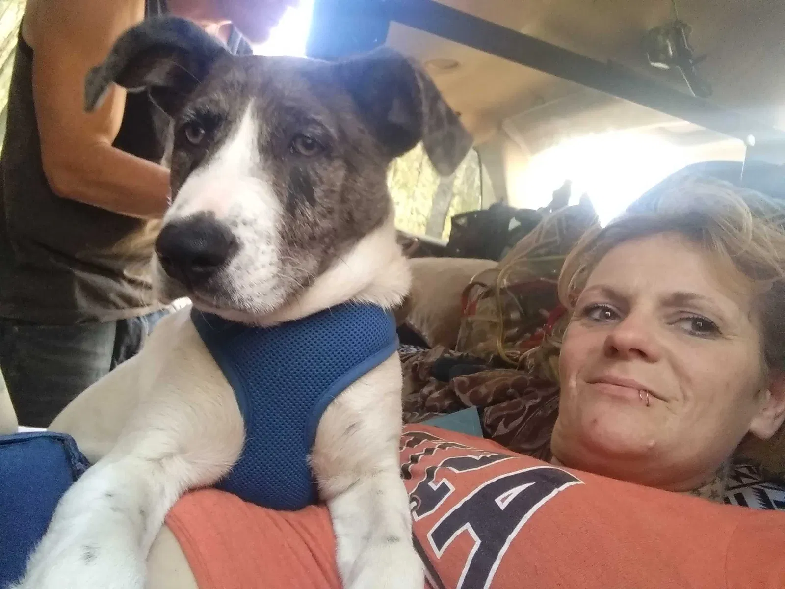 Lost dog in Houston, TX, 77015