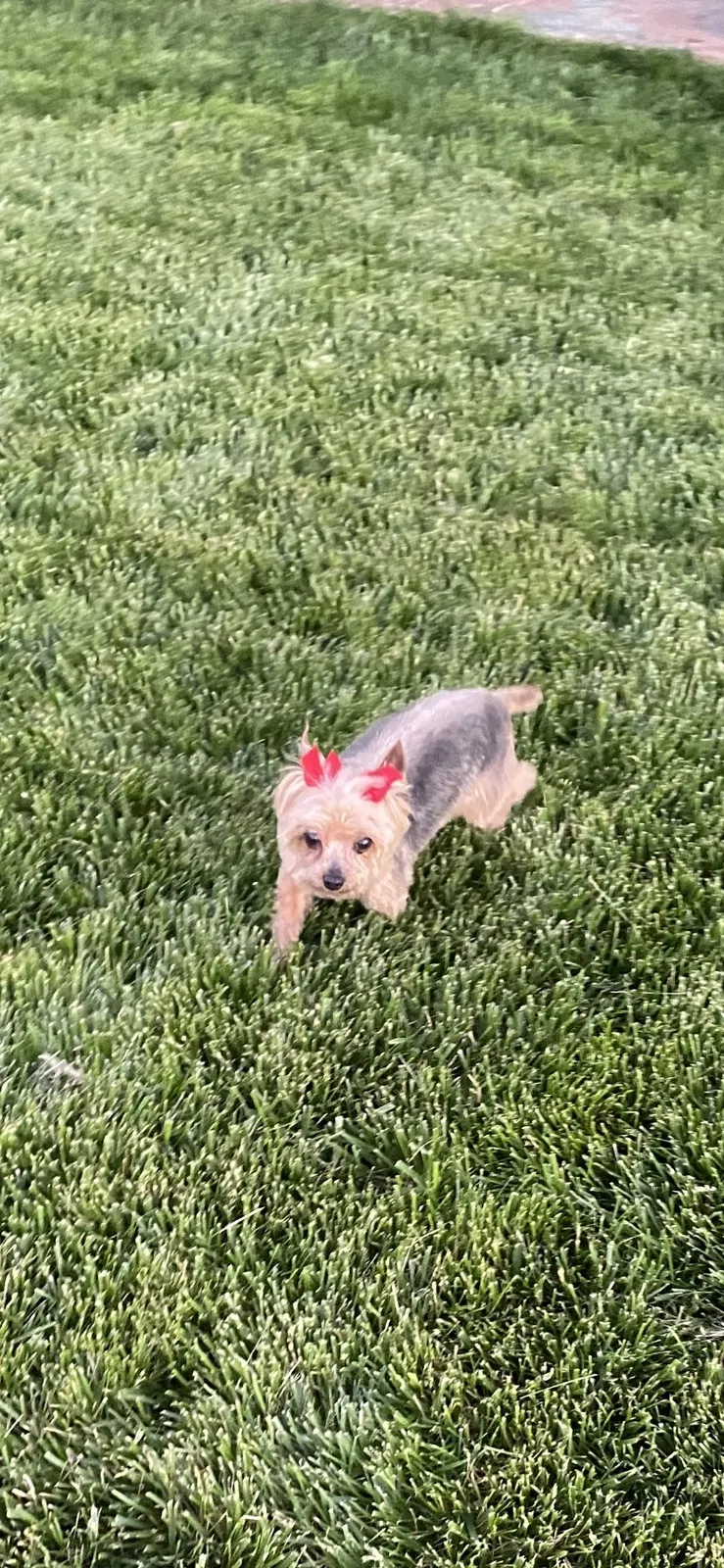 Lost dog in Rialto, CA, 92376