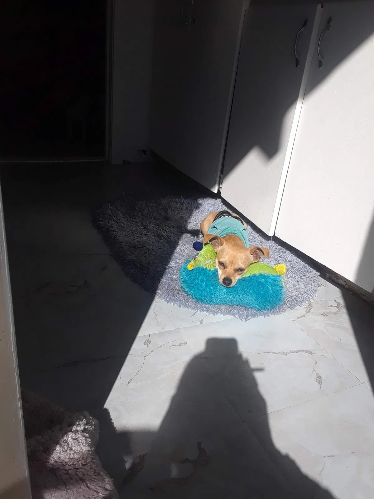 Lost dog in Amarillo, TX, 79108