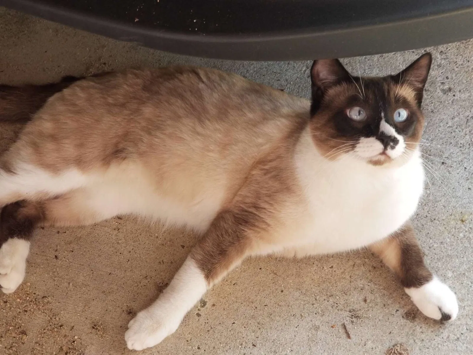 Lost cat in North Augusta, SC, 29860