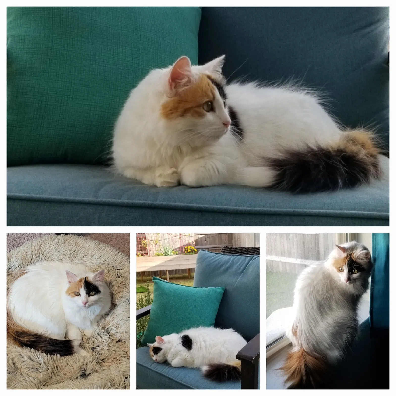 Lost cat in Buda, TX, 78610
