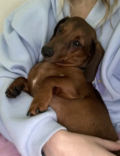Lost dog in Santa Monica, CA, 90405