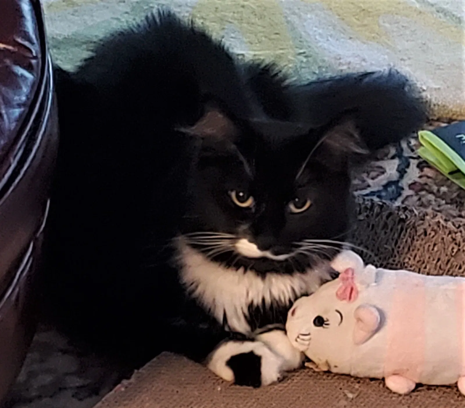 Lost cat in Beaverton, OR, 97007