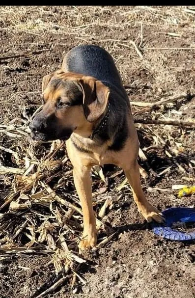 Lost dog in Salt Lake City, UT, 84120