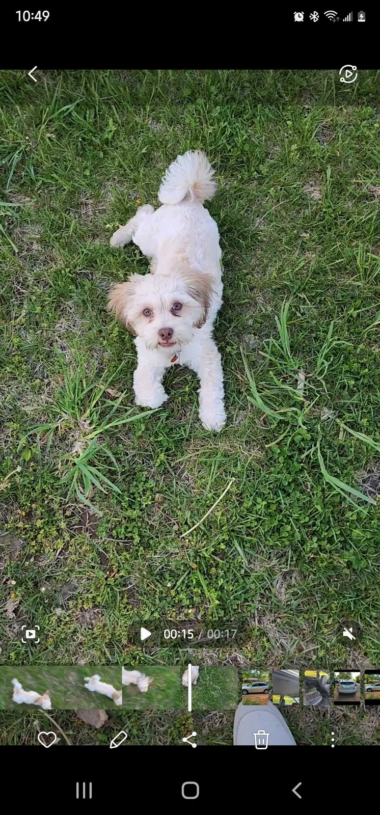 Lost dog in Rogersville, MO, 65742