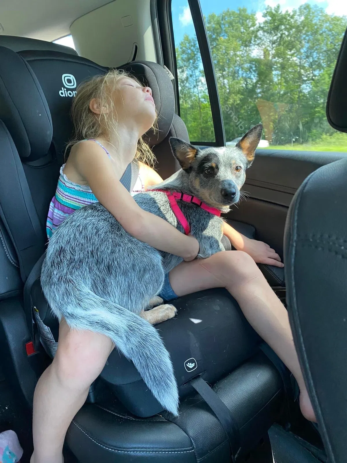 Lost dog in Streetsboro, OH, 44241