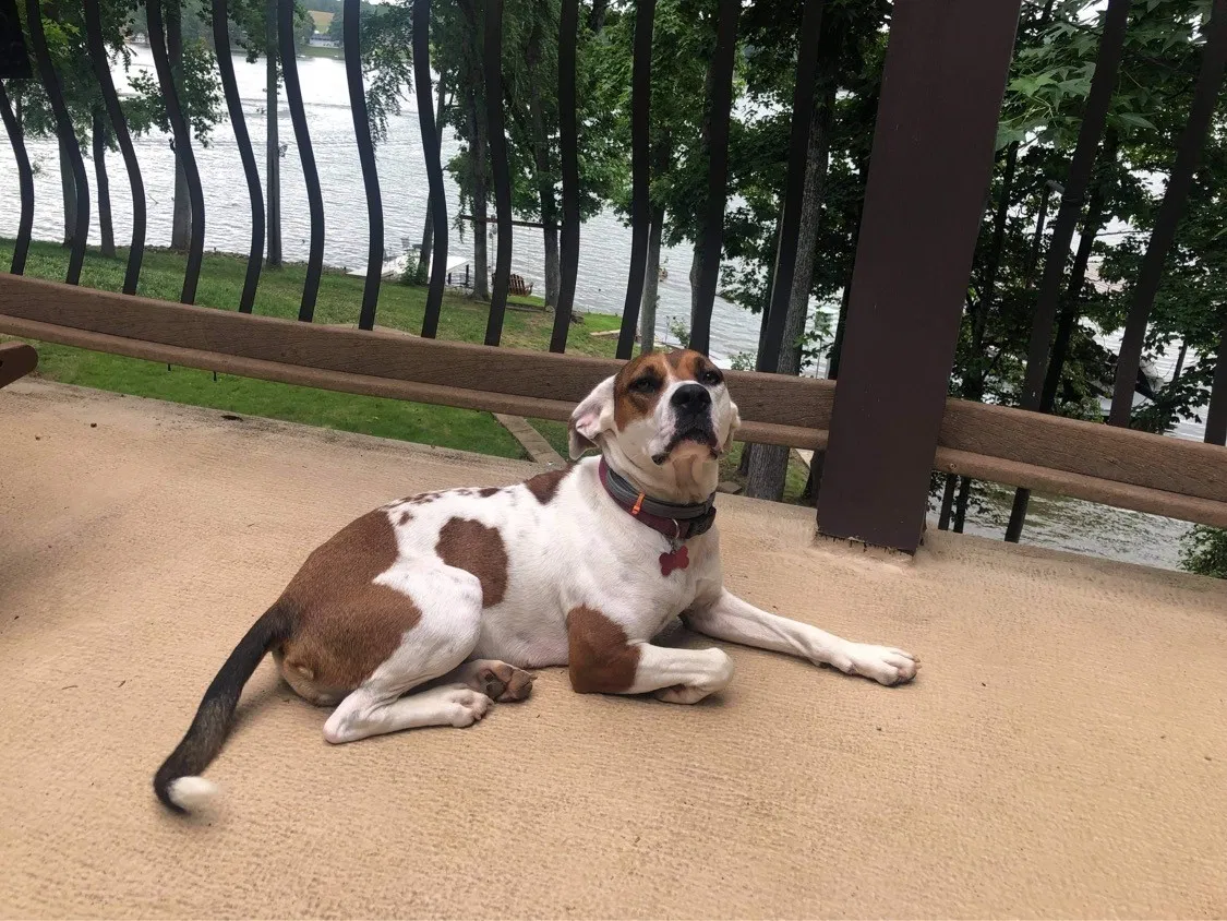 Lost dog in Athens, AL, 35611
