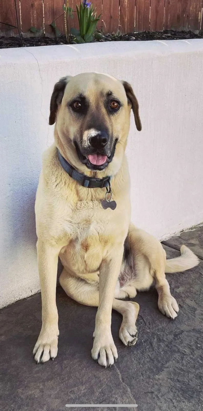 Lost dog in Rocklin, CA, 95677
