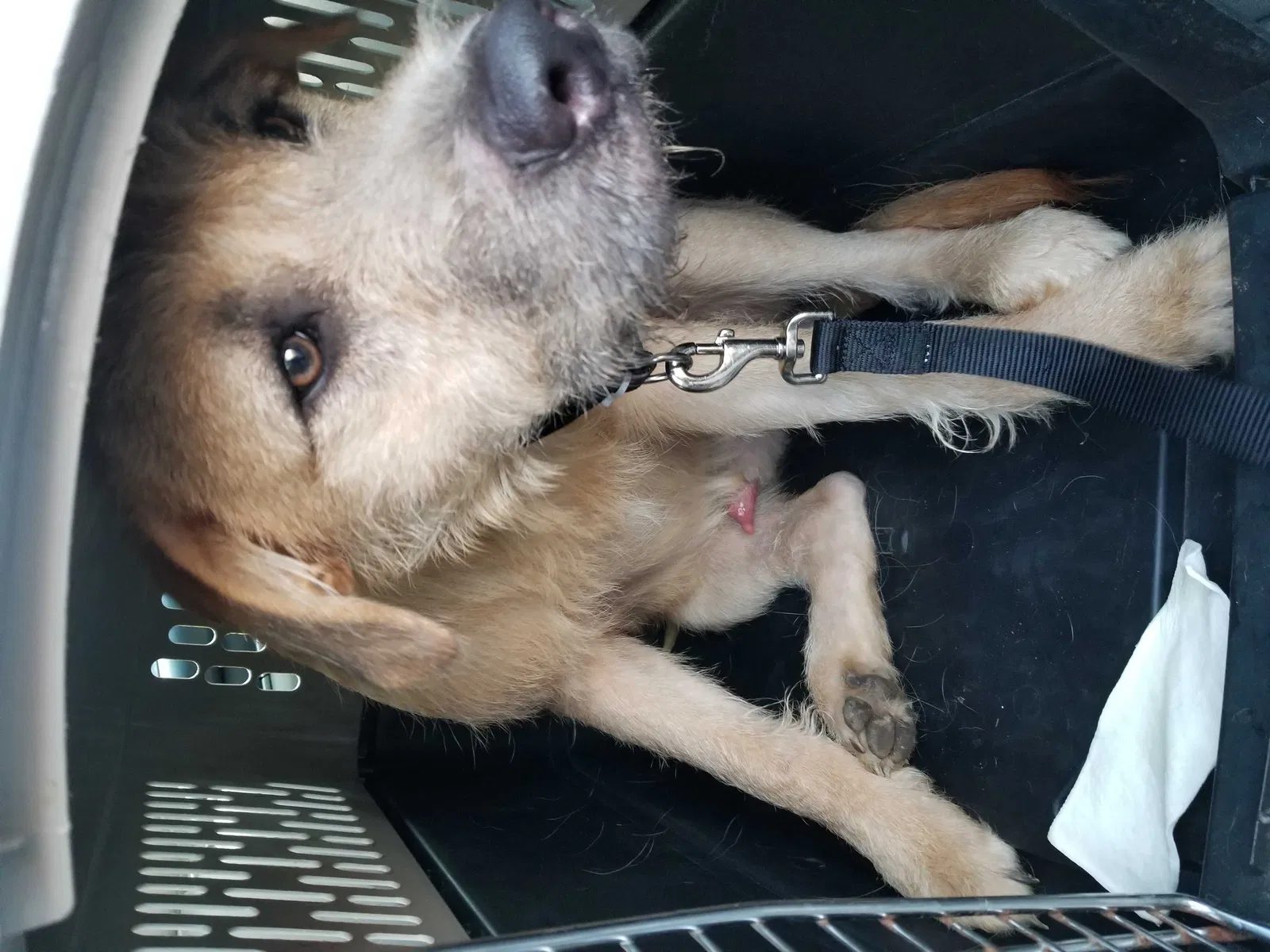 Lost dog in Conyers, GA, 30013