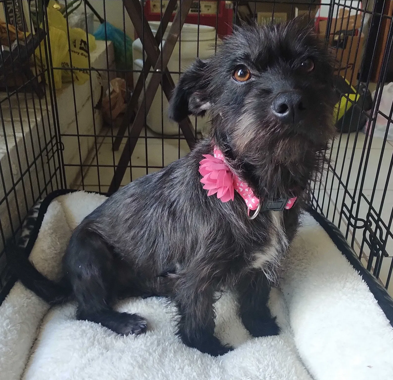 Lost dog in Houston, TX, 77086