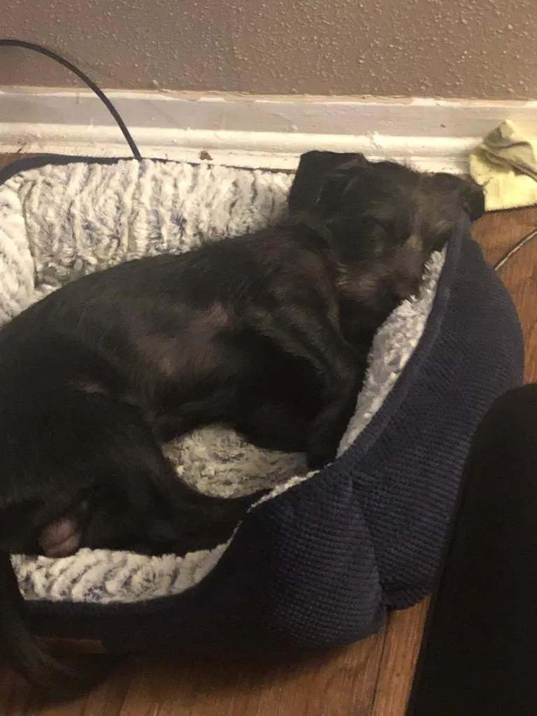 Lost dog in Austin, TX, 78754