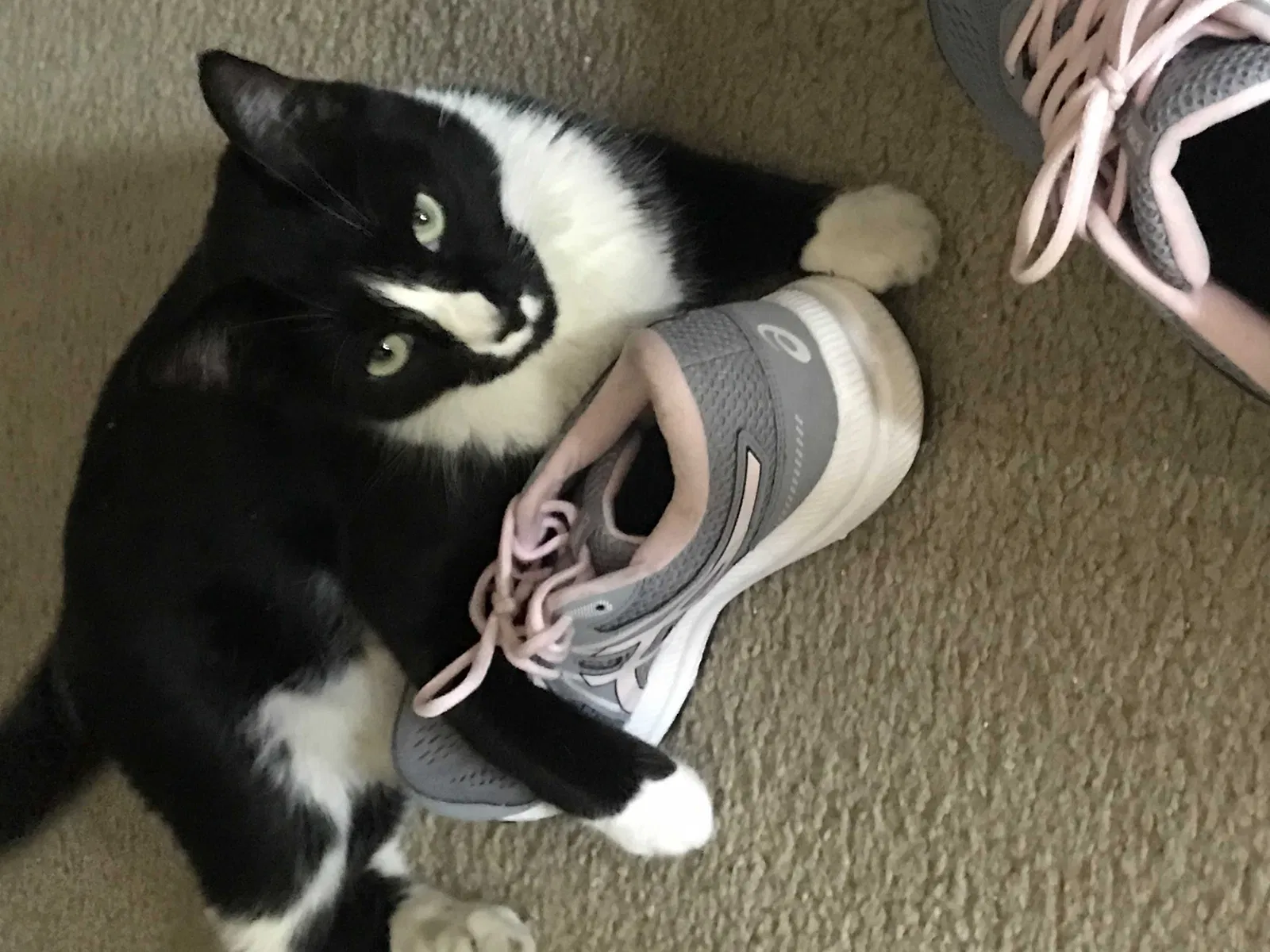 Lost cat in Glendale, AZ, 85306