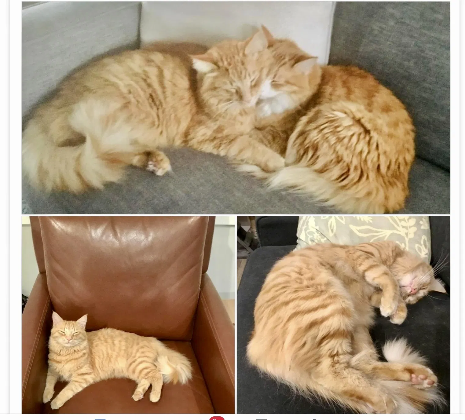 Lost cat in Imperial Beach, CA, 91932